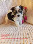 Biewer Yorkshire Terrier ZKwP FCI - suczka