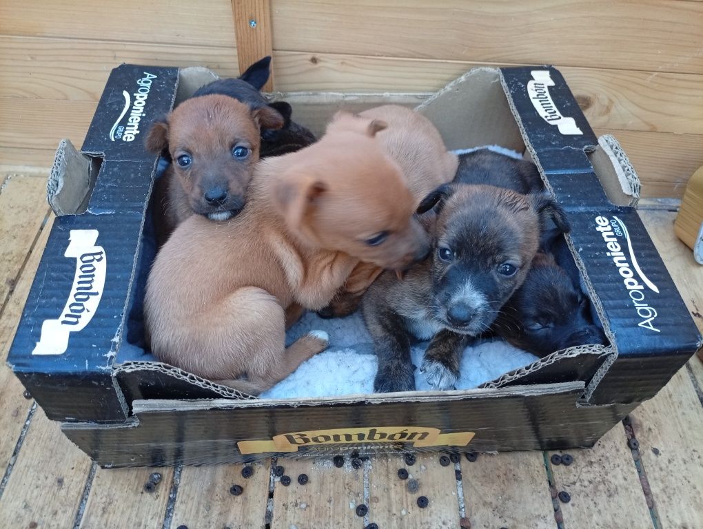 Ninhada resgatada para adoção - cães para adoção