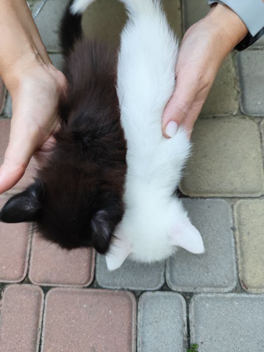 Чорне пухнасте кошеня, котята, мачата