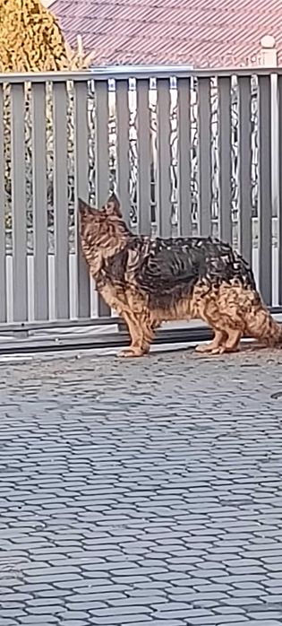 Owczarek niemiecki -suczka