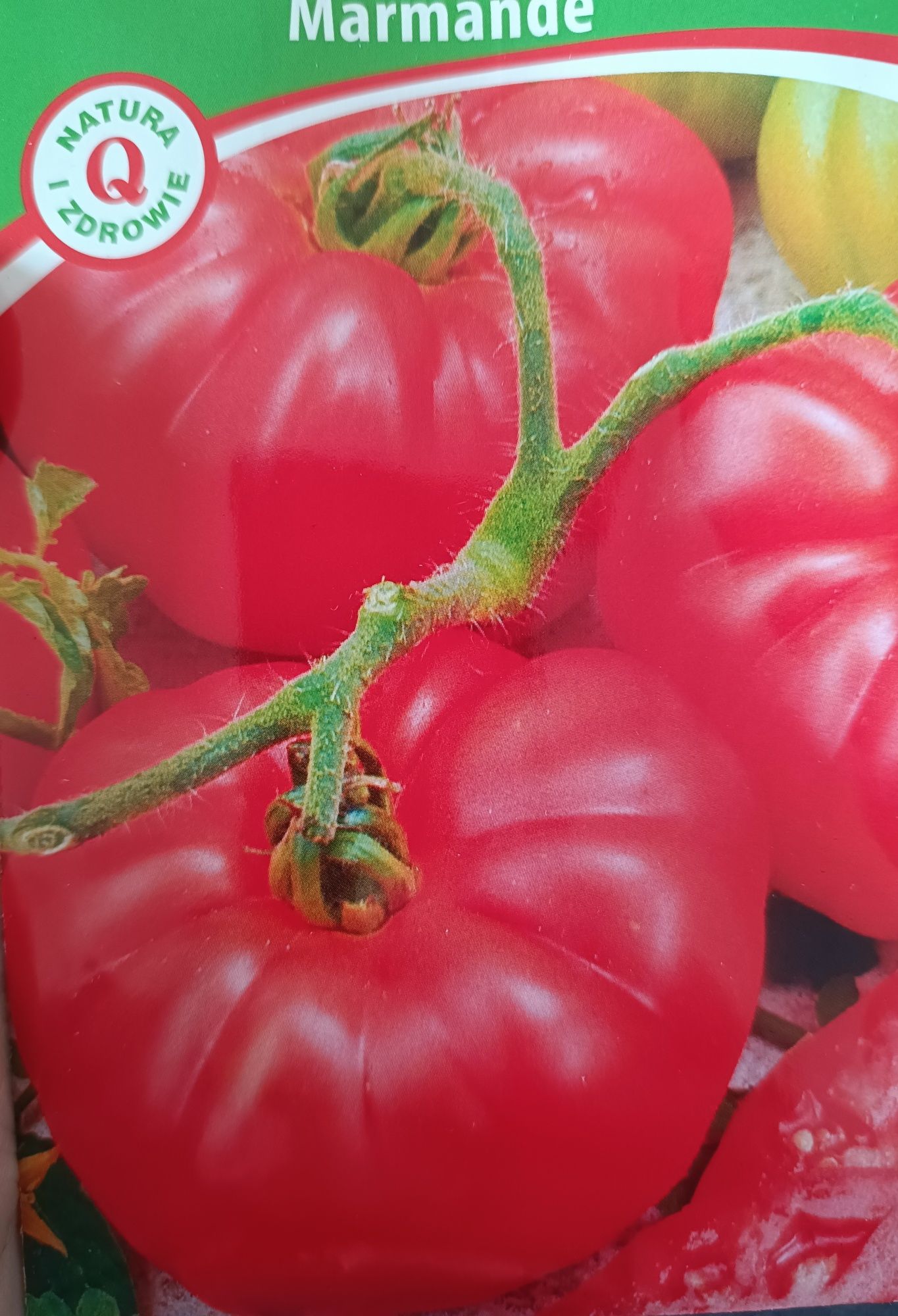 Sadzonki pomidorów