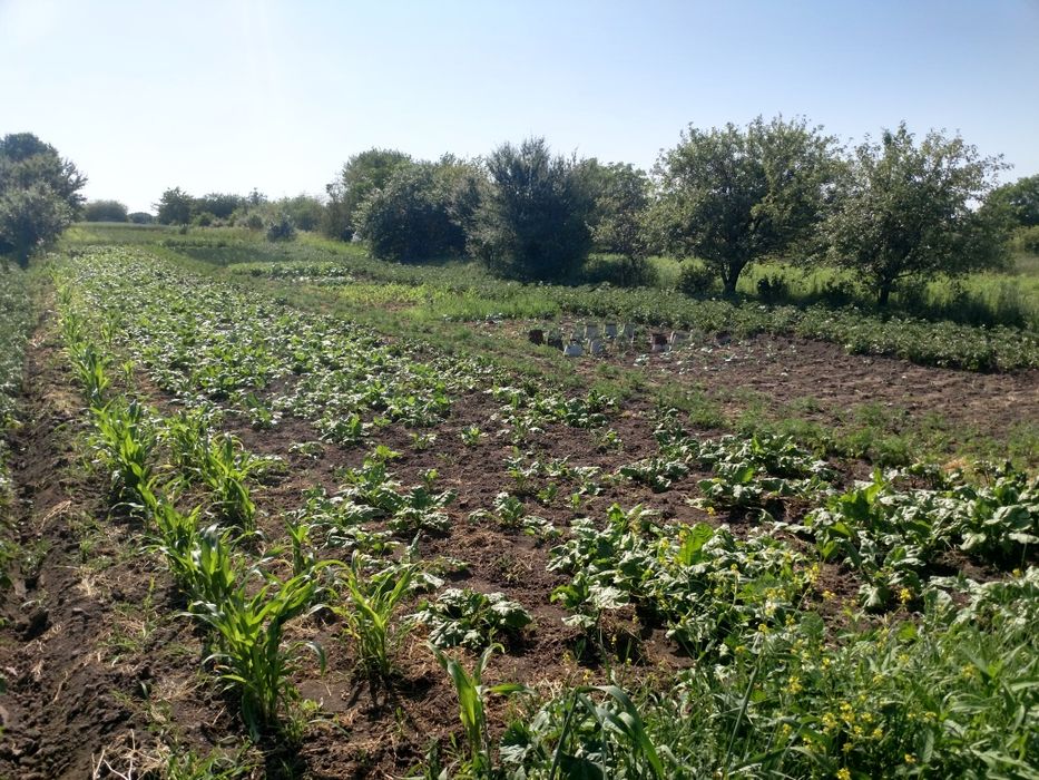 Земельна ділянка