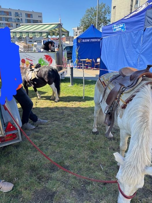 Kucyki klacze sprzedam