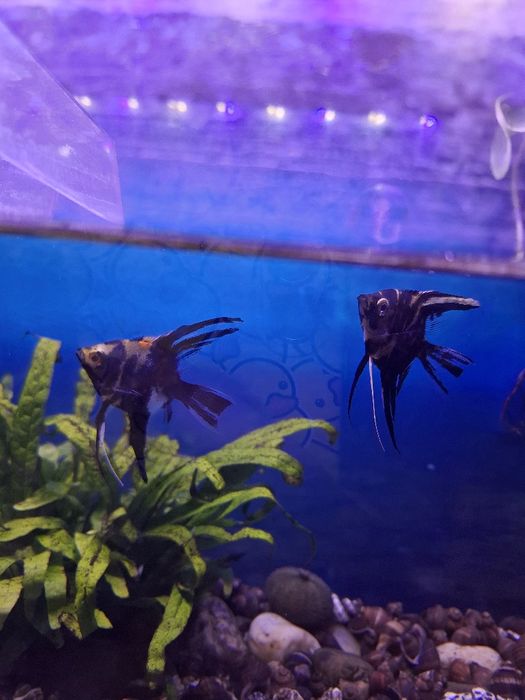 Troco peixe escalares