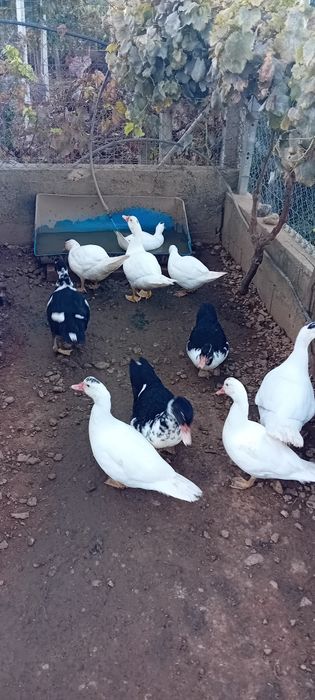 Patos mudos com 2,5 meses