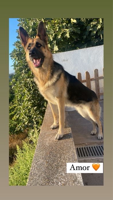 Pastora alemã para adoção