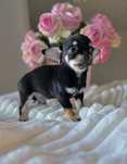Chihuahua chłopiec