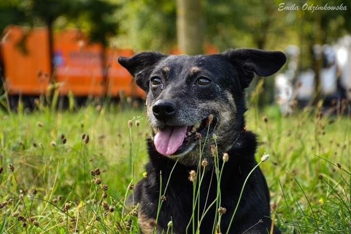 Malutka sunieczka od zawsze prosi o DOM... Adoptuj!