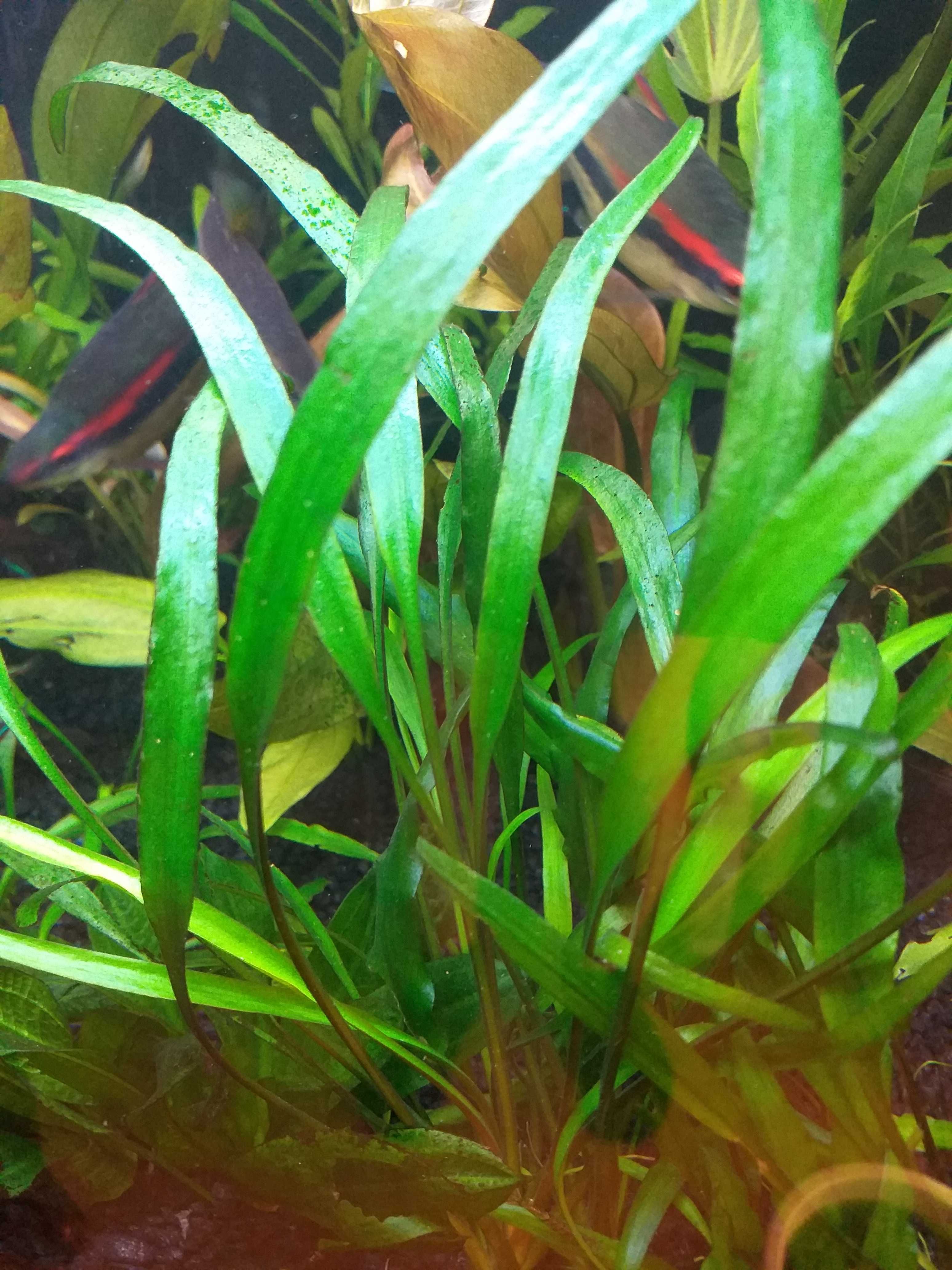 Cryptocoryne Nevellii.