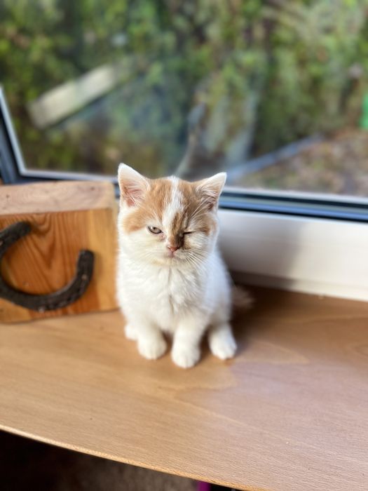 Kotka Brytyjska Bicolour WCF