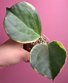 Hoya pachyclada Variegata