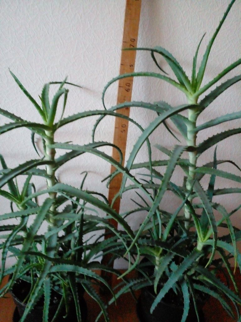 Алоє лікувальний 2,3.4.5 річні, лаванда в букетах, саше лаванди.