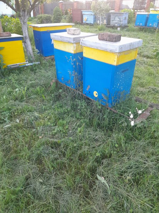 Продам пасіку, бджоли