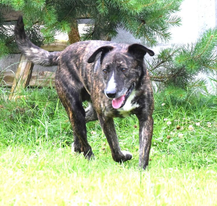 Cudny, fantastyczny, przekochany, przytulasny, bezdomny szuka domu