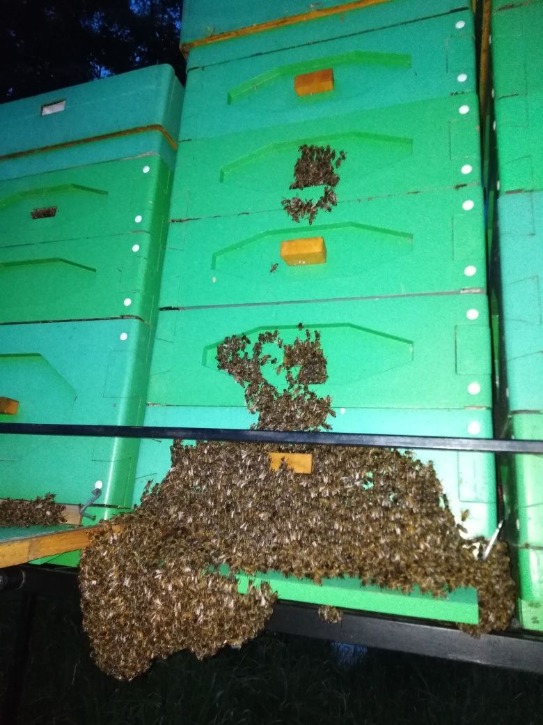 Rodziny pszczele, odkłady przezimowane ramka wielkopolska
