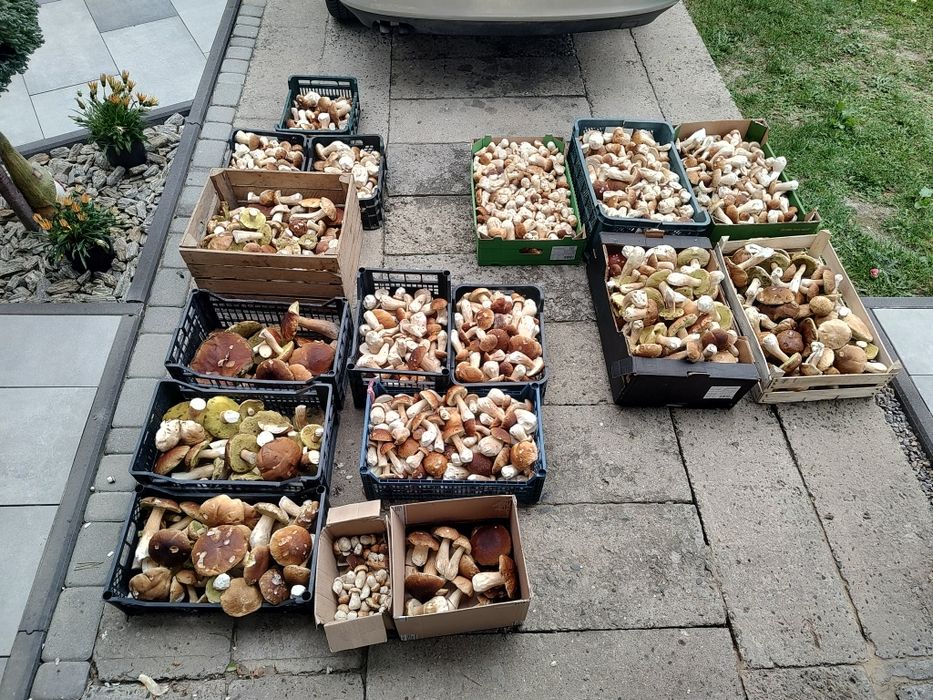 Grzyby świeże Borowik Prawdziwek