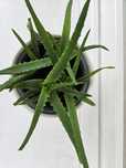 Sprzedam aloes drzewiasty