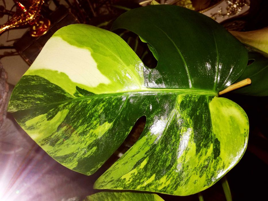 Monstera Marmorata Aurea Yellow Variegata  3 - colour  UNIKAT !  philo