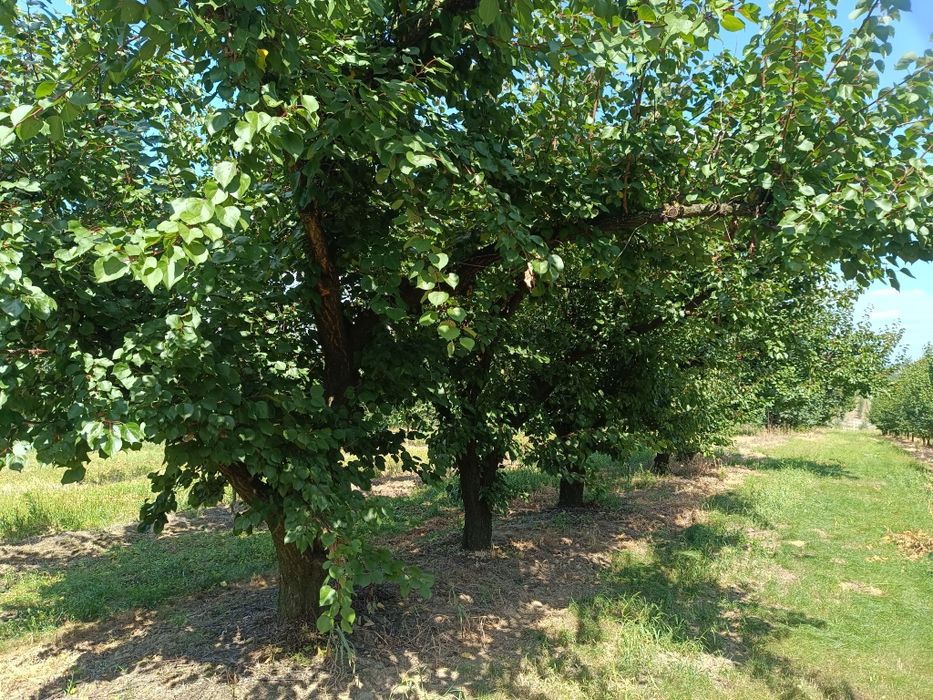 Oddam drewno morelowe