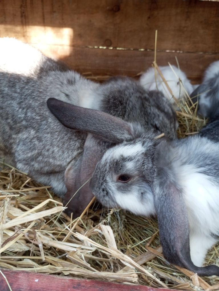 Młode króliki baran francuski