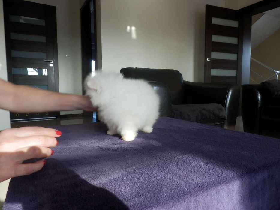 Szpic miniaturowy sunia biało kremowa Cyni mini XXXS BOO MISIO