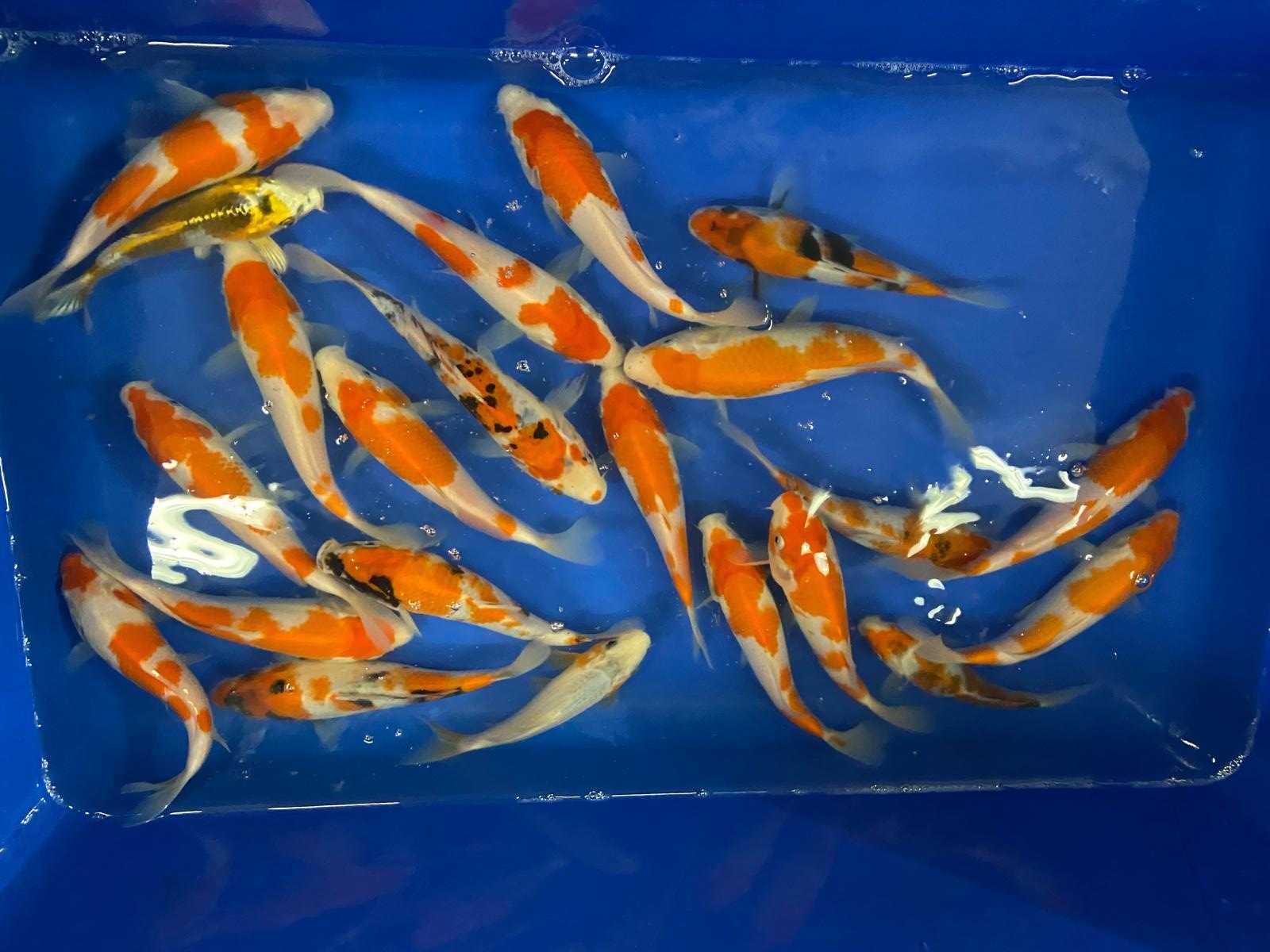Karp Koi Oryginalny z Japonii