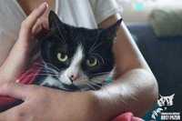 Dina kotka szuka domu kot do adopcji
