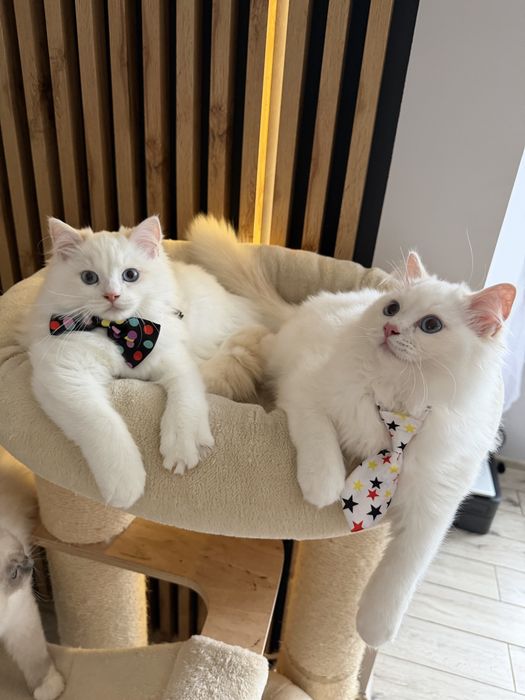 Ragdoll Cream Bicolour – kocurek z rodowodem FPL