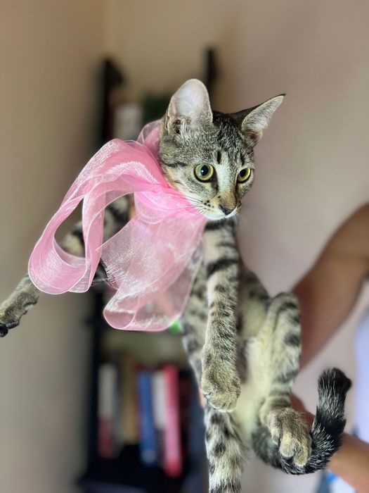 Gatinha 4/5 meses para adoção responsável