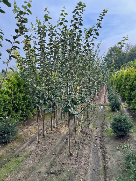 Pigwa gruszkowa i jabłkowa drzewka dwuletnie goły korzeń 3m Wieliczka
