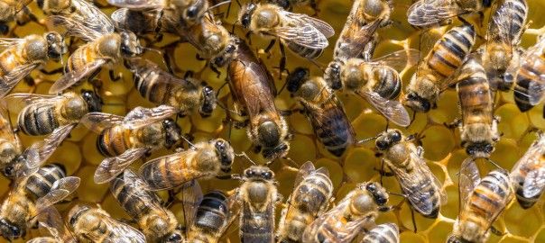 Pszczoły Buckfast, Krainka