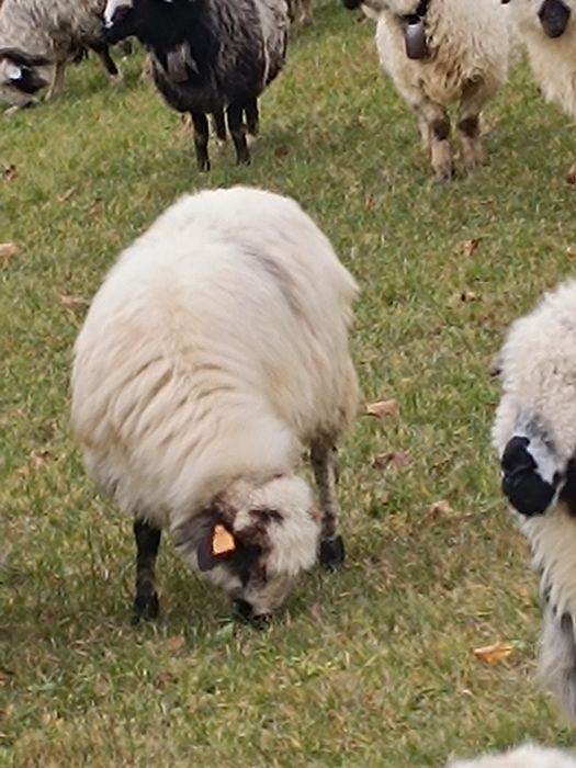 Sprzedam owce i owieczki