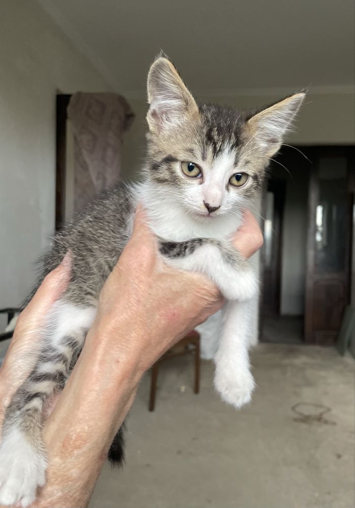 Віддам кошеня 2 місяці хлопчик