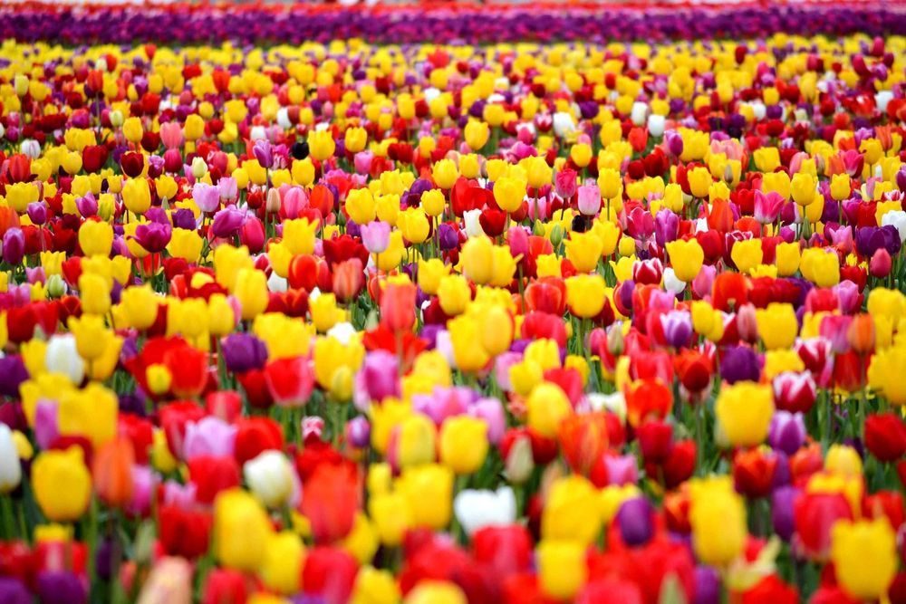 HURT Detal Tulipany Krokusy Narcyz Przebiśnieg Kwiaty wiosenne cebulki