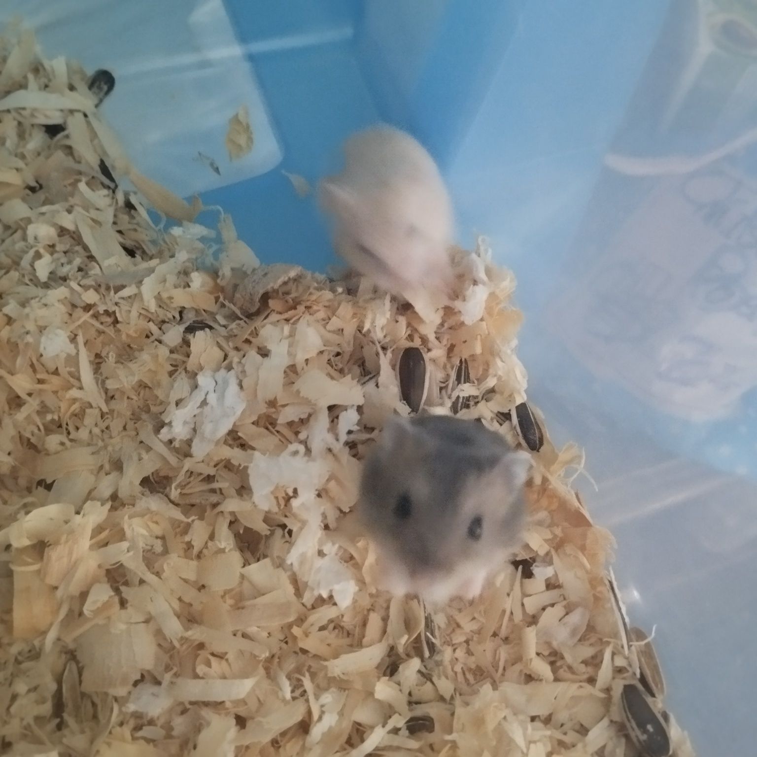 Hamsters siberiano bebés