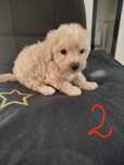 Piesek rasy maltipoo suczka