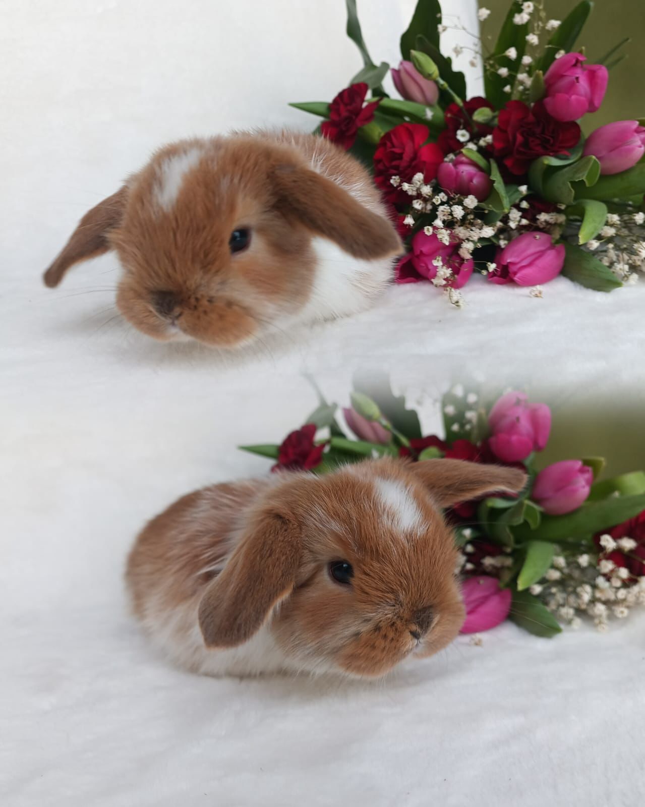 Królik baranek mini lop karzełek domowy