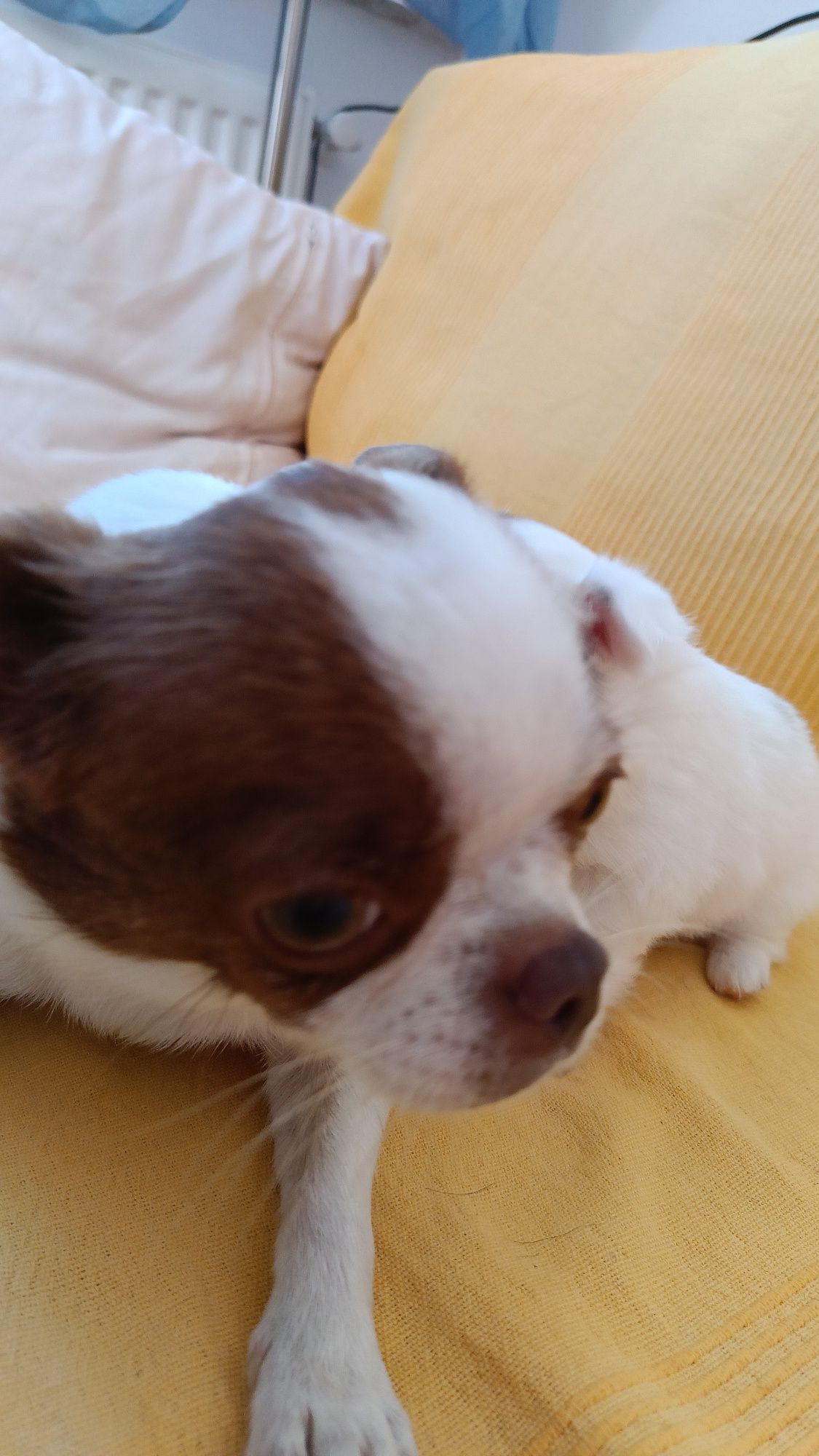 Długowłosy chihuahua