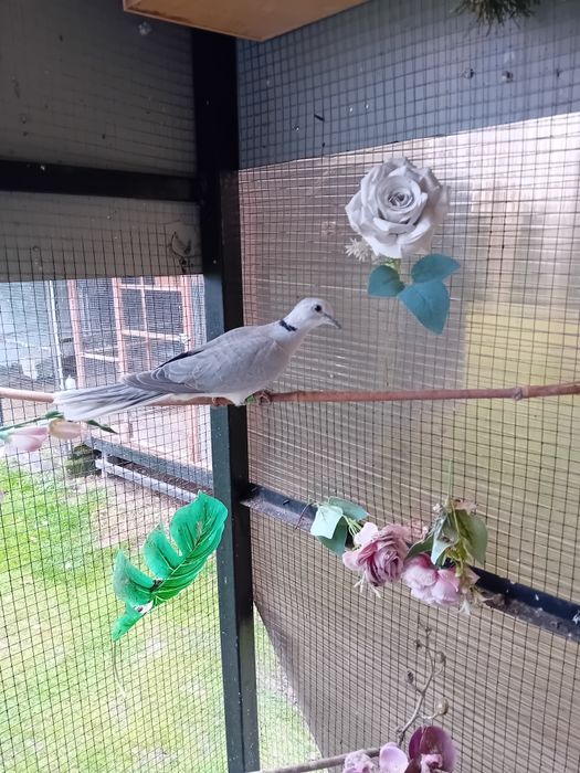 Cukrówki ńiebieskie młode