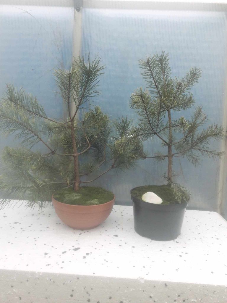 Sprzedam Drzewko Bonsai