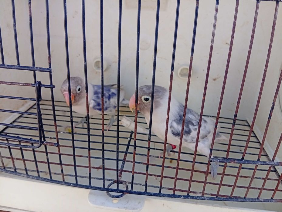 Red rumped pyrrulas bourks caturras e agapórnis