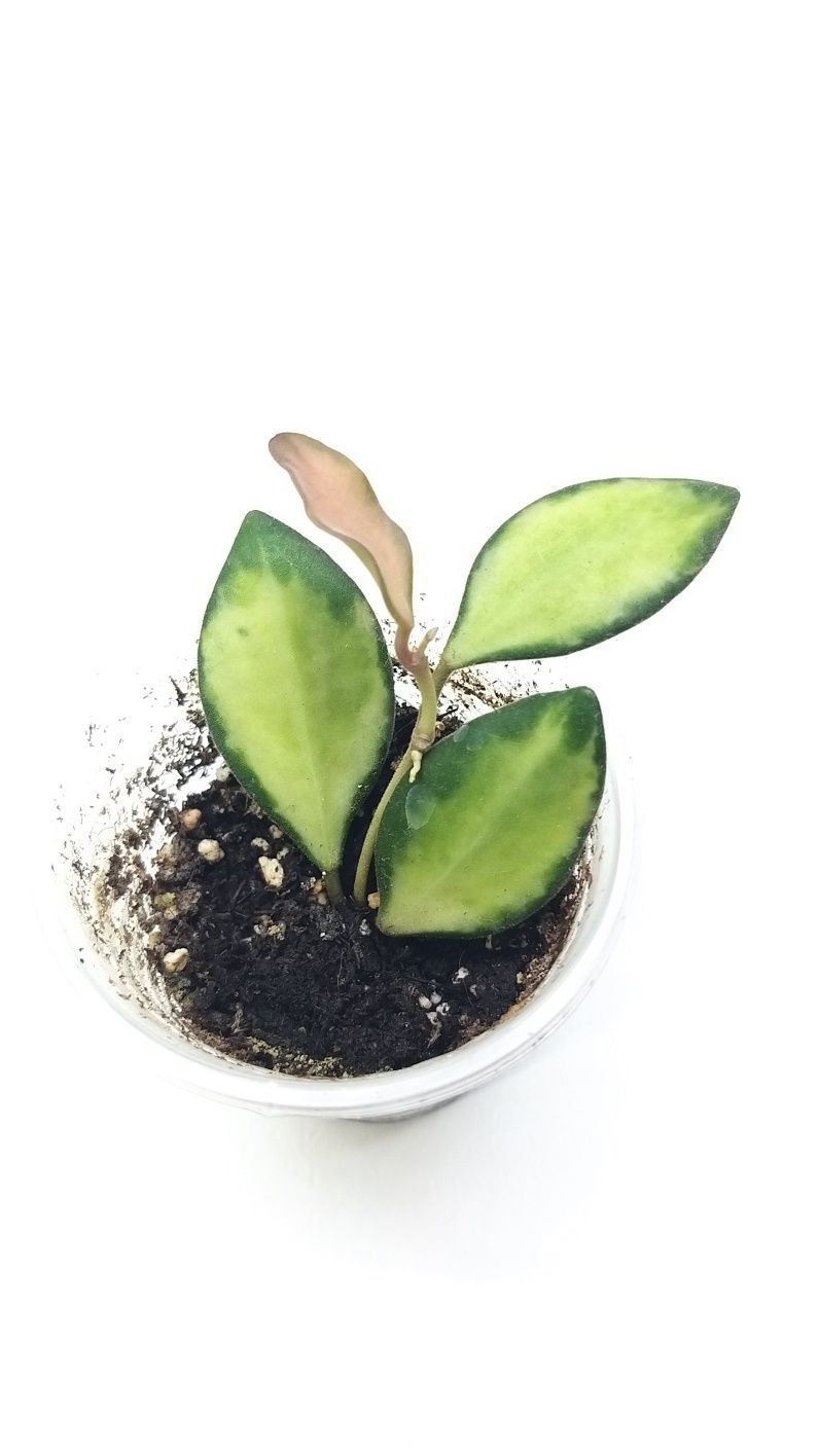 Hoya Burtoniae DS 70 variegata хойя хоя хойи