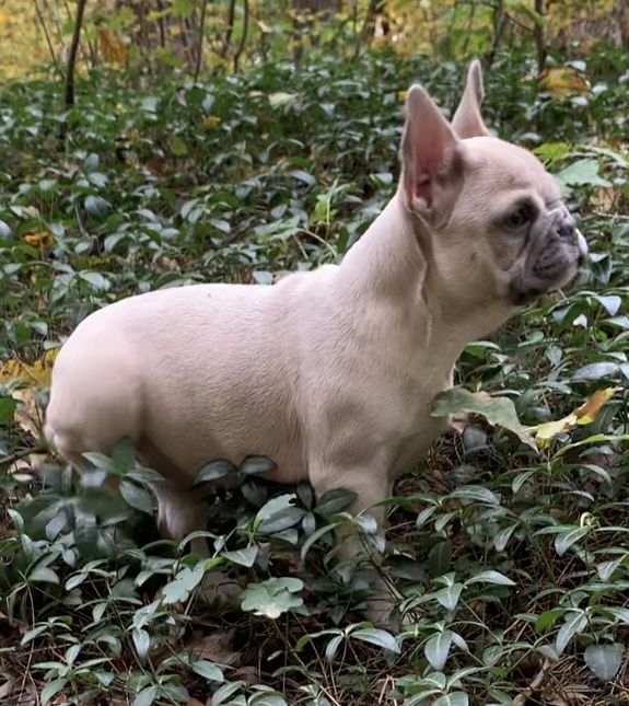 Красуня.Любить подорожі в авто.Вік 4 міс.