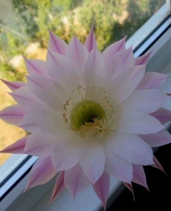 Єхінопсис кактус