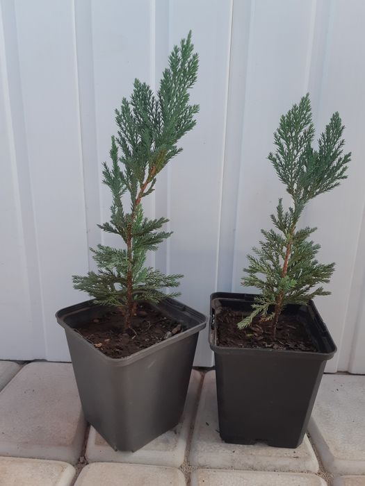 Блю чип можжевельник горизонтальный