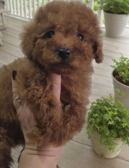 Девочка той пудель.