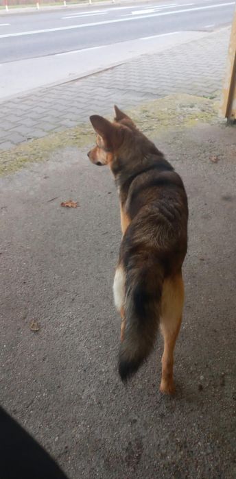 Pilnie potrzebny dom