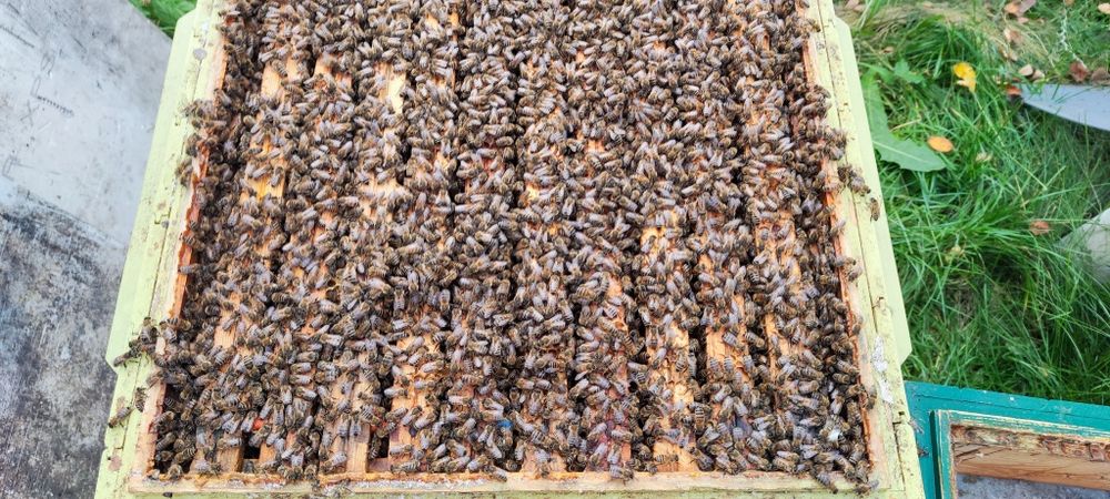 Sprzedam rodziny pszczele,odkłady,pakiety.