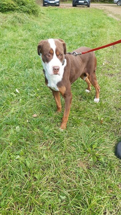 Śliczny młody piesek Dexter do adopcji ze schroniska.