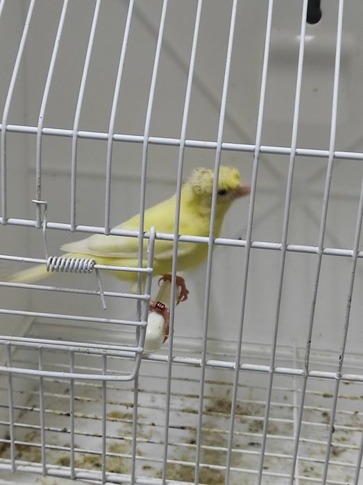 Canários Poupa Alemão